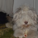Ruffe