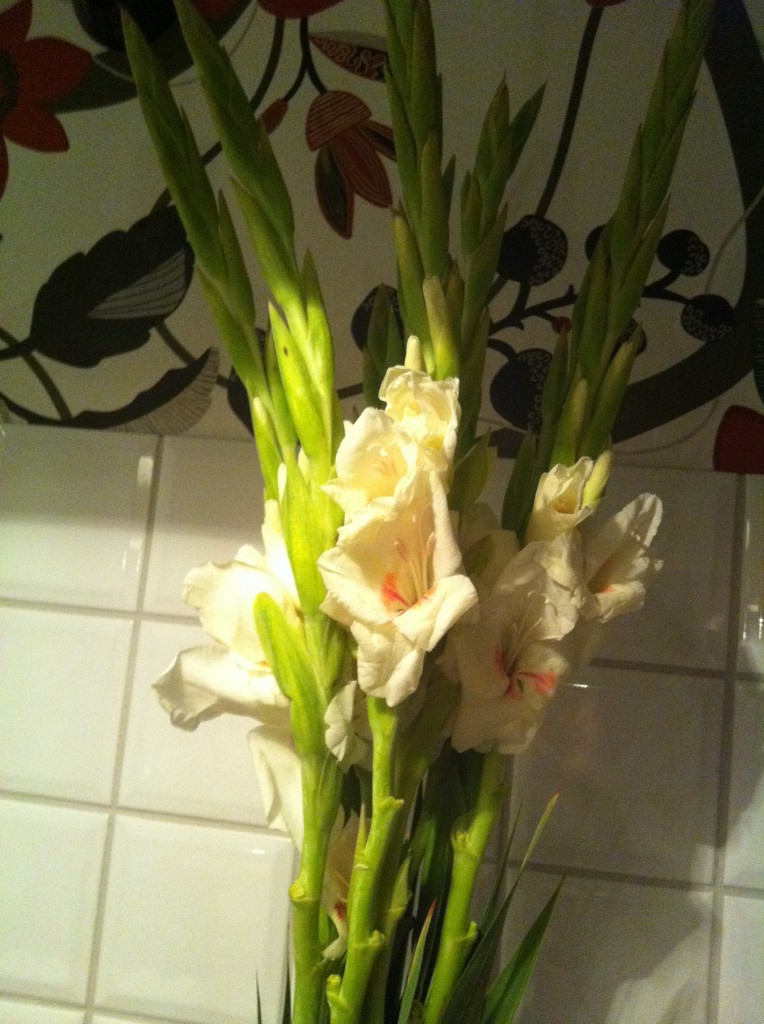 Gladioulus