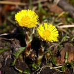 tussilago