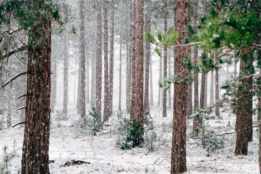 snö i skogen